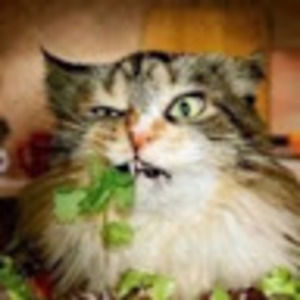 Meet your Posher, Alicia